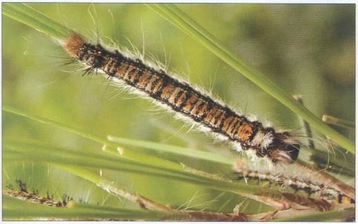 常见害虫识别图片,常见害虫幼虫