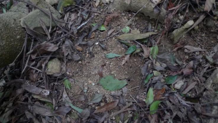 户外踏青驴友必看，伤人的野猪夹子预防识别及自我解救的三个方法