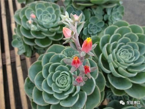 哪种石莲花可以食用,野生石莲花有什么用