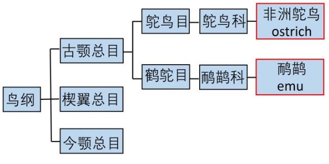 非洲鸵鸟与澳洲鸵鸟怎么区别,澳洲鸵鸟和非洲鸵鸟区别在哪里