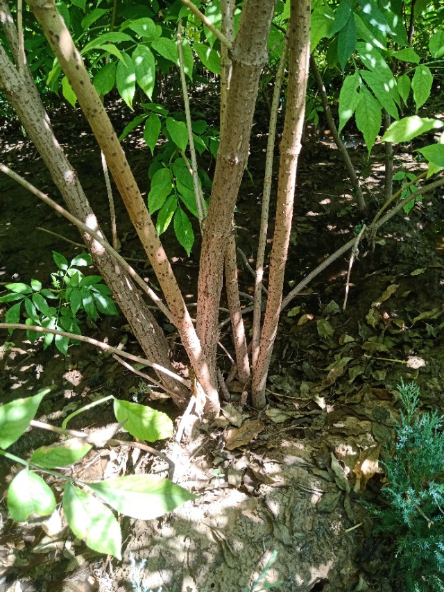 代购代销各种苗木花卉,代销苗木挂账