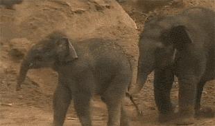 摄影作品点评差,熊猫摄影评分