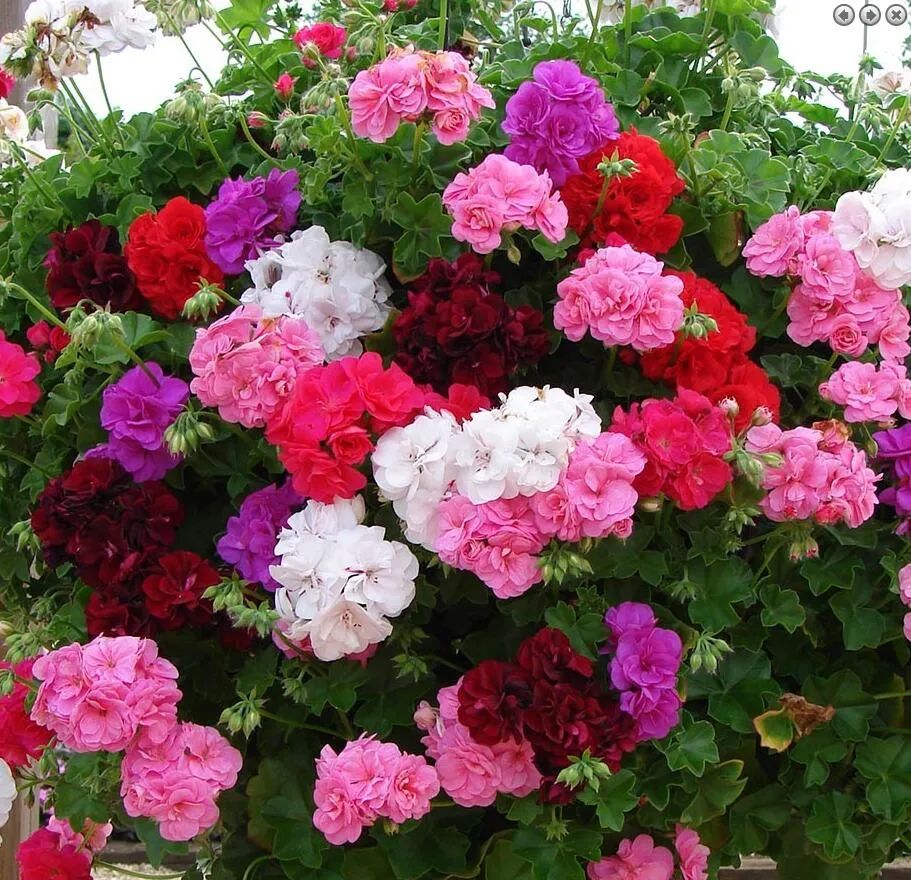 这种花别乱浇水水越多越不开花,这种花不怕冷好养易活