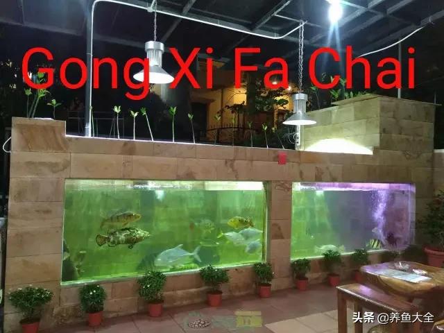 什么鲨鱼能和虎一起混养,泰国虎鱼和皇冠可以混养吗