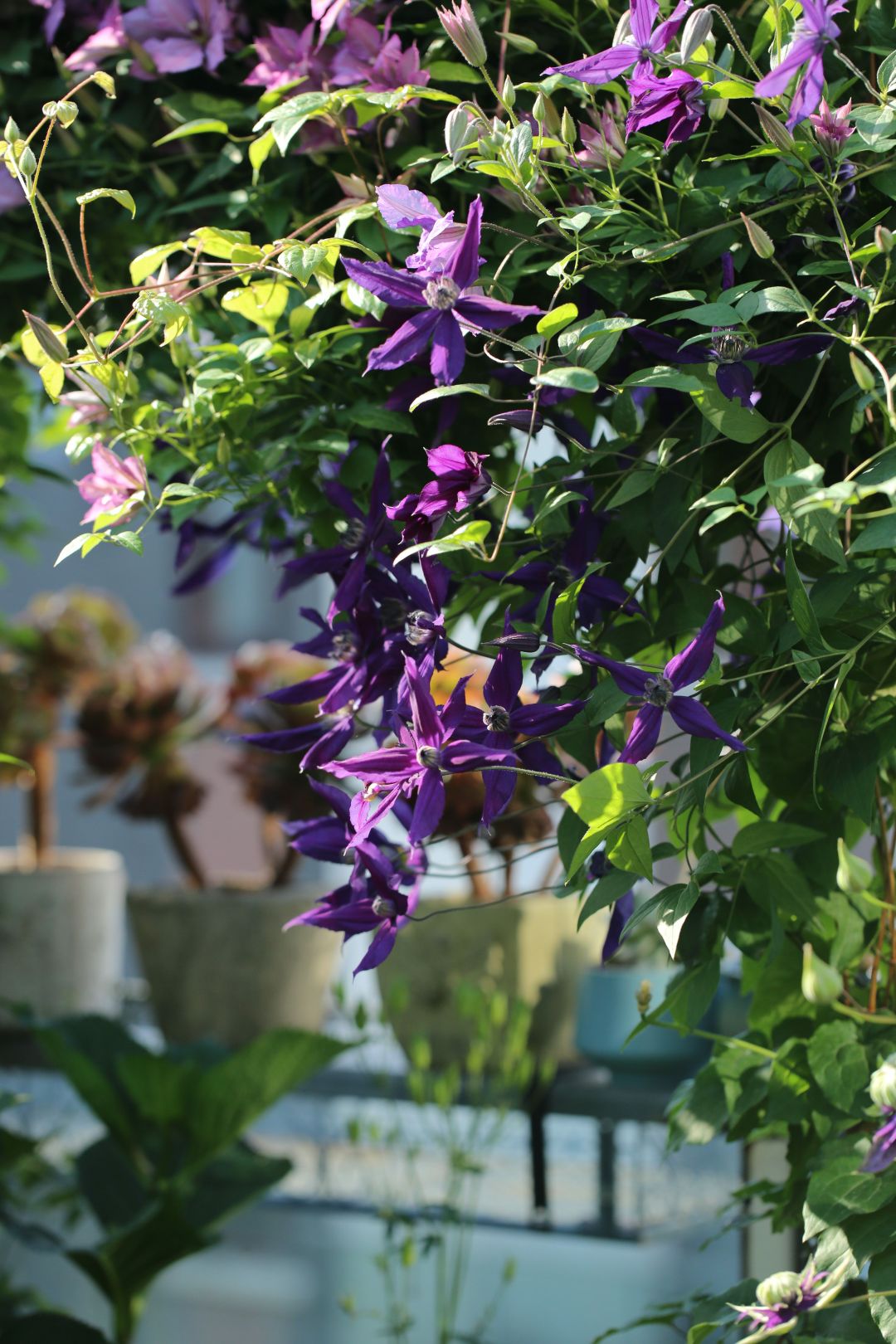 一棵就能爬满墙？这波操作服了