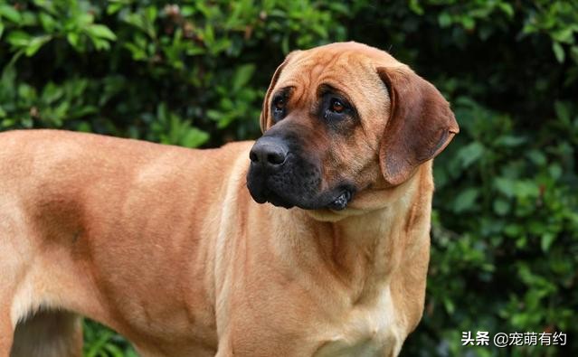 库达犬vs土佐犬咬合力,公认十大最好养的猛犬