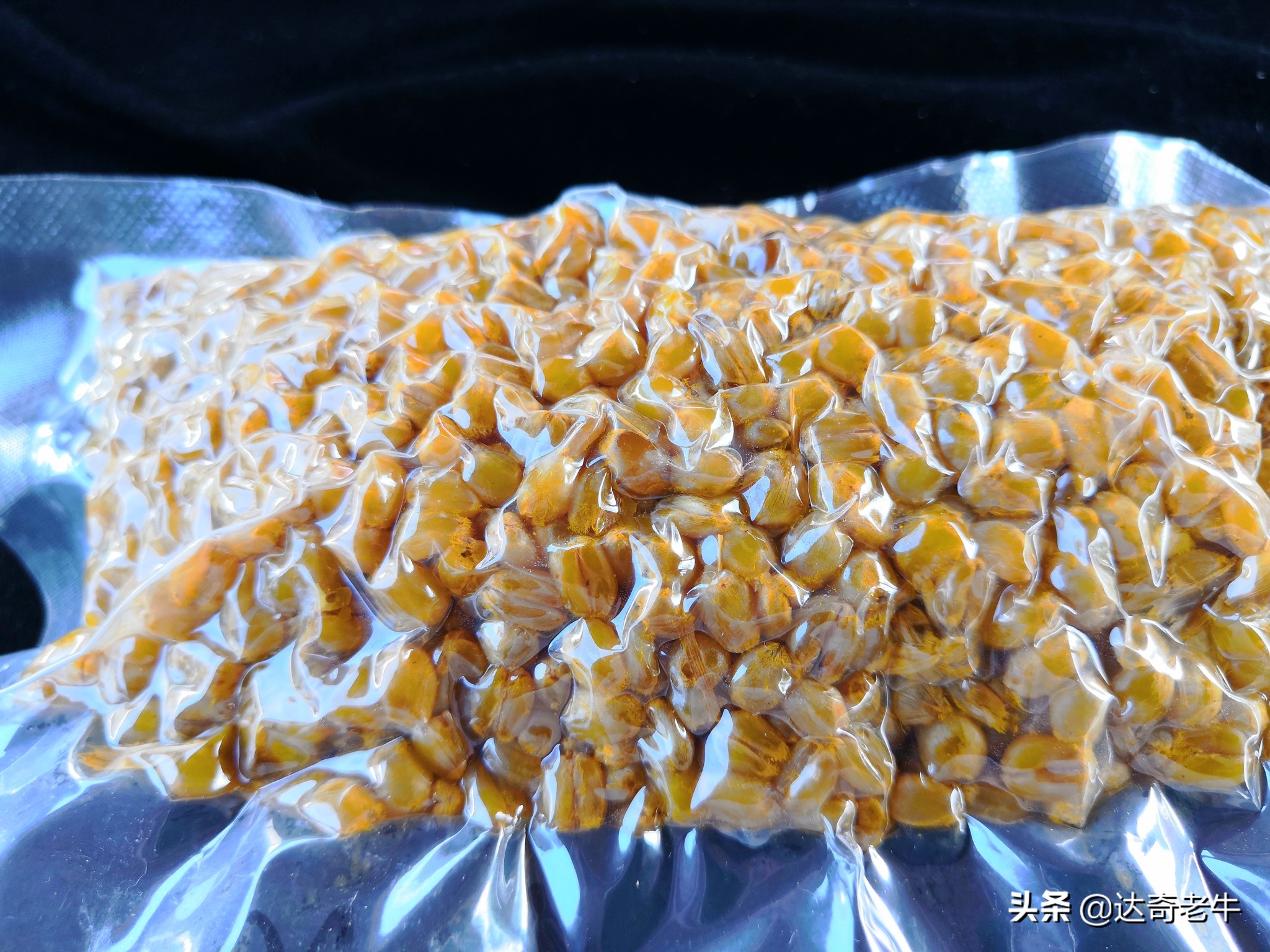 vb麦粒饵搭配窝料,vb麦粒饵可以钓哪些鱼