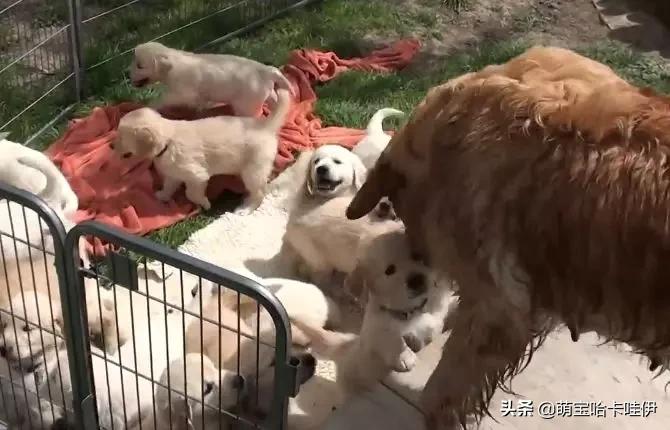 网友让金毛带25只娃，它却想了个馊主意，狗：想累死我呢？