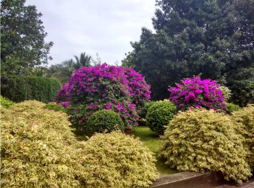 西双版纳最著名的旅游景点,西双版纳旅游景点排行榜第几