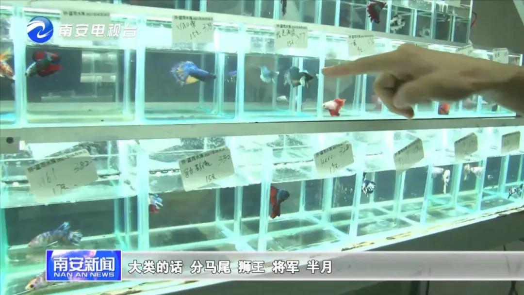 90后小伙的“斗鱼”梦：泰国斗鱼从南安“游”到全国各地！