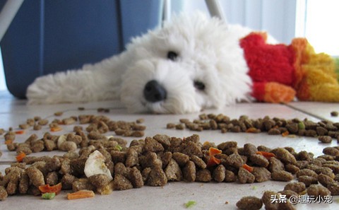 狗狗过敏了怎么办最快最有效,狗狗皮肤过敏吃单一肉食物