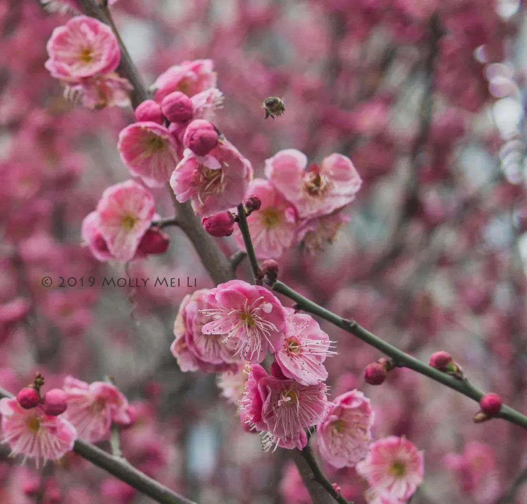 康泰时f2镜头评测,康泰时contaxg21f2.8镜头