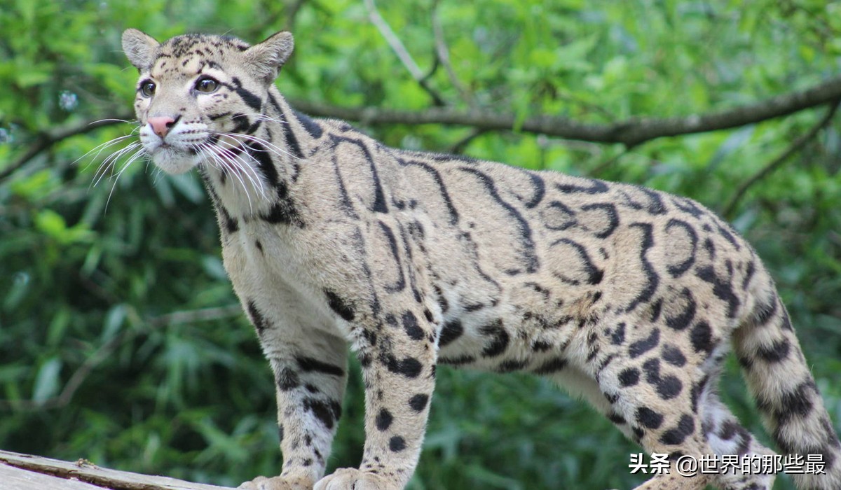 剑齿虎时期的猛兽,被称为小剑齿虎的是云豹还是雪豹