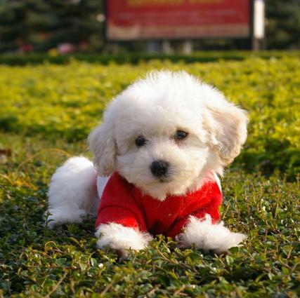 比熊消除泪痕,比熊吃什么牌子狗粮能消除泪痕