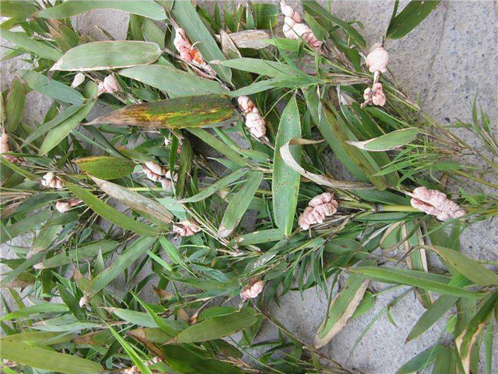 竹子里的虫子多少钱一斤,竹林中的虫子多少钱一斤