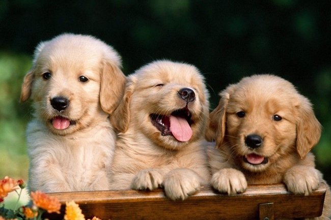 金毛脚发黑正常吗怎么回事,金毛肚子发紫发黑