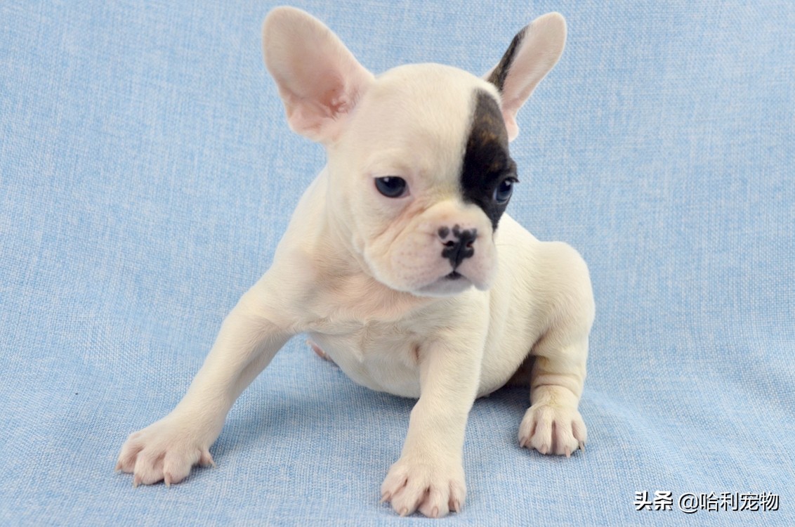 英斗犬和法斗犬区别图片对比大全,法斗犬和英斗犬的区别