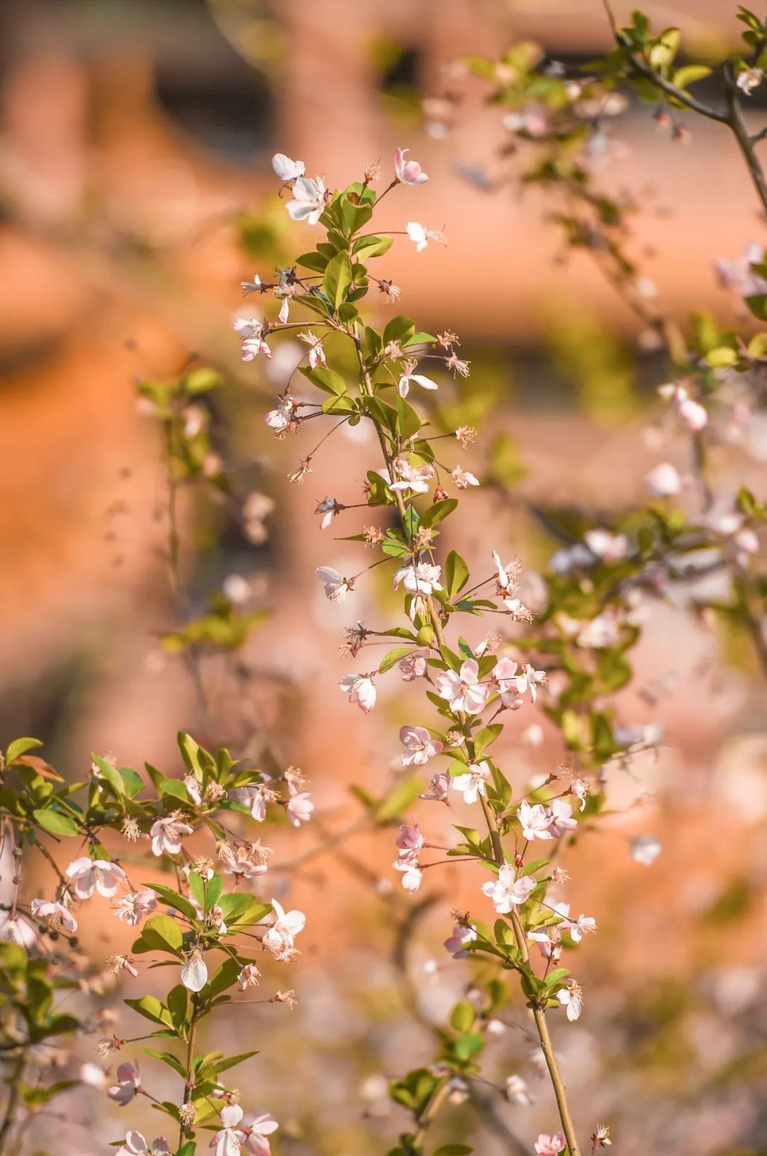 黄鹤楼细支神秘花园,黄鹤楼神秘花园