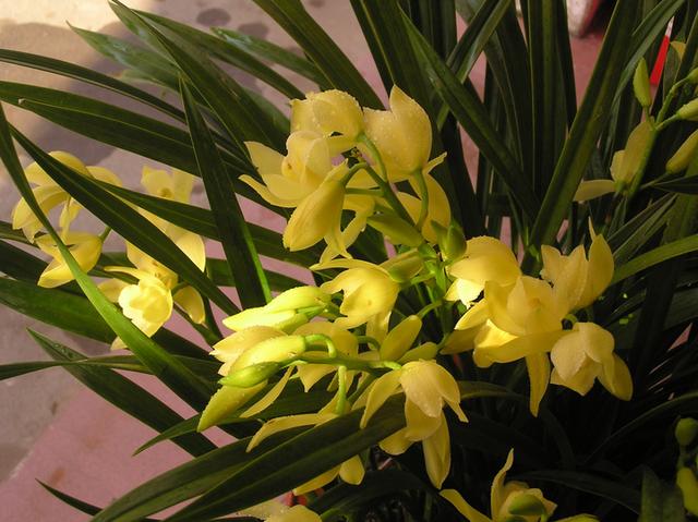 高贵兰花怎么养才能旺盛容易开花,好养的兰花既高贵又漂亮惹人喜欢