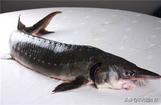 鲟鳇鱼养殖过程,鲟鳇鱼野生的和养殖的有什么不同