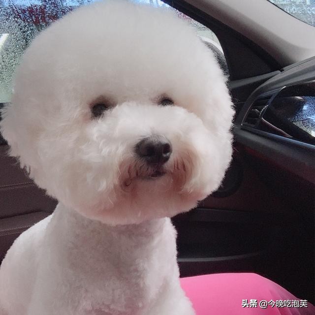 养比熊犬可以治疗抑郁症吗,比熊犬生病有哪些表现