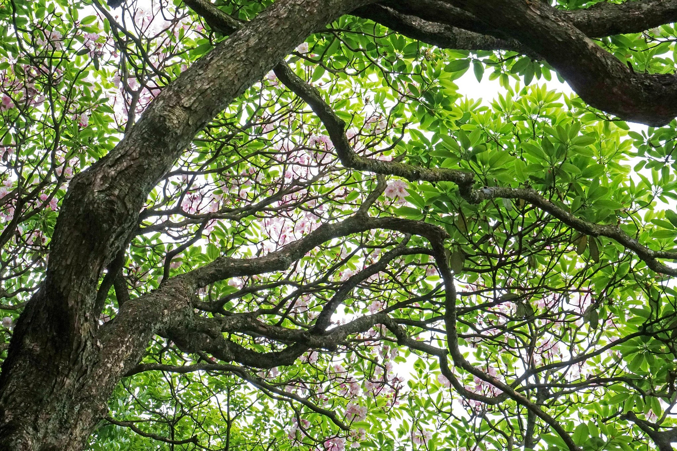 天台华顶山森林公园历史,李白来过天台吗