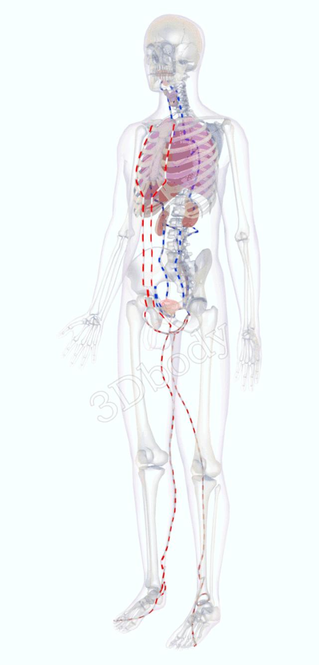 3d经络循行图讲解,阴维脉与阳维脉3d循行动态走向图