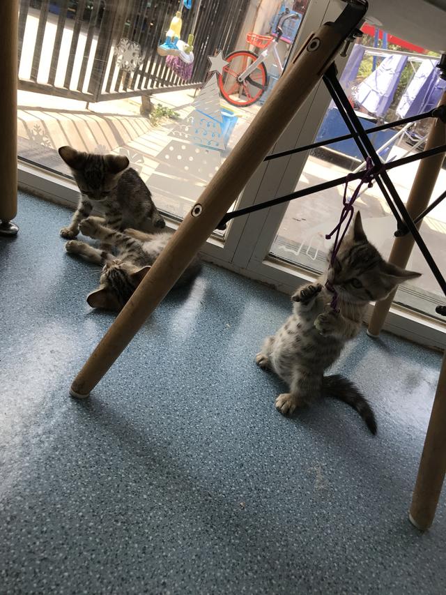 吸猫的科学依据来了,教你如何获得一只猫