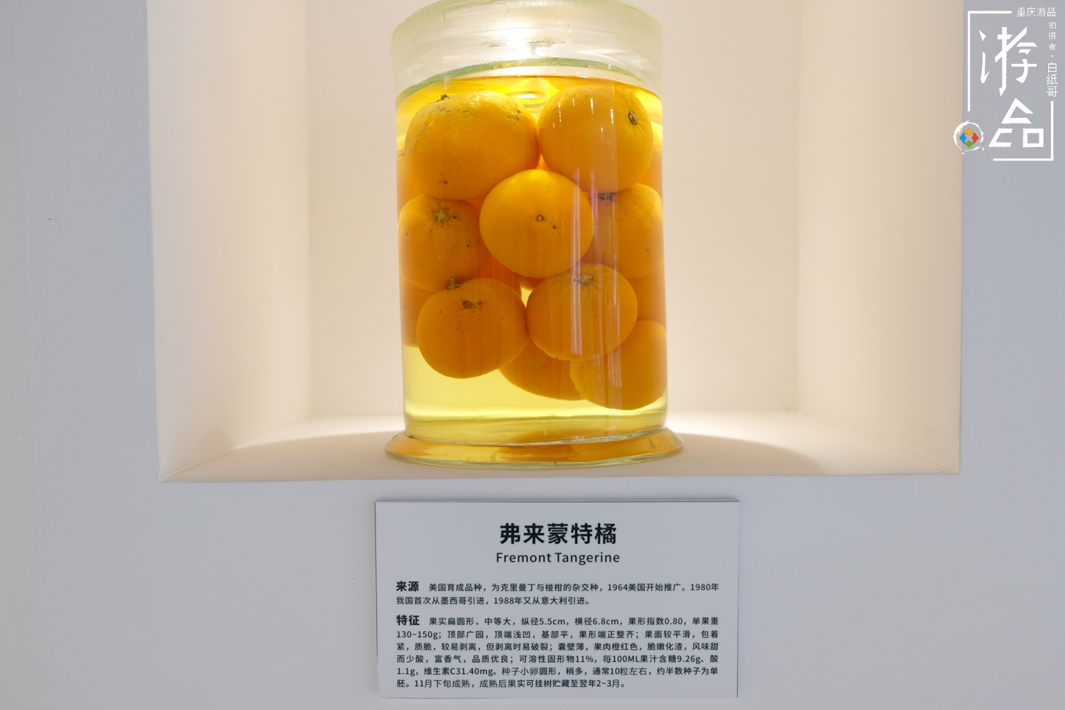 柑橘一共有多少种？很难数清，但三峡橘乡重庆忠县能告诉你答案