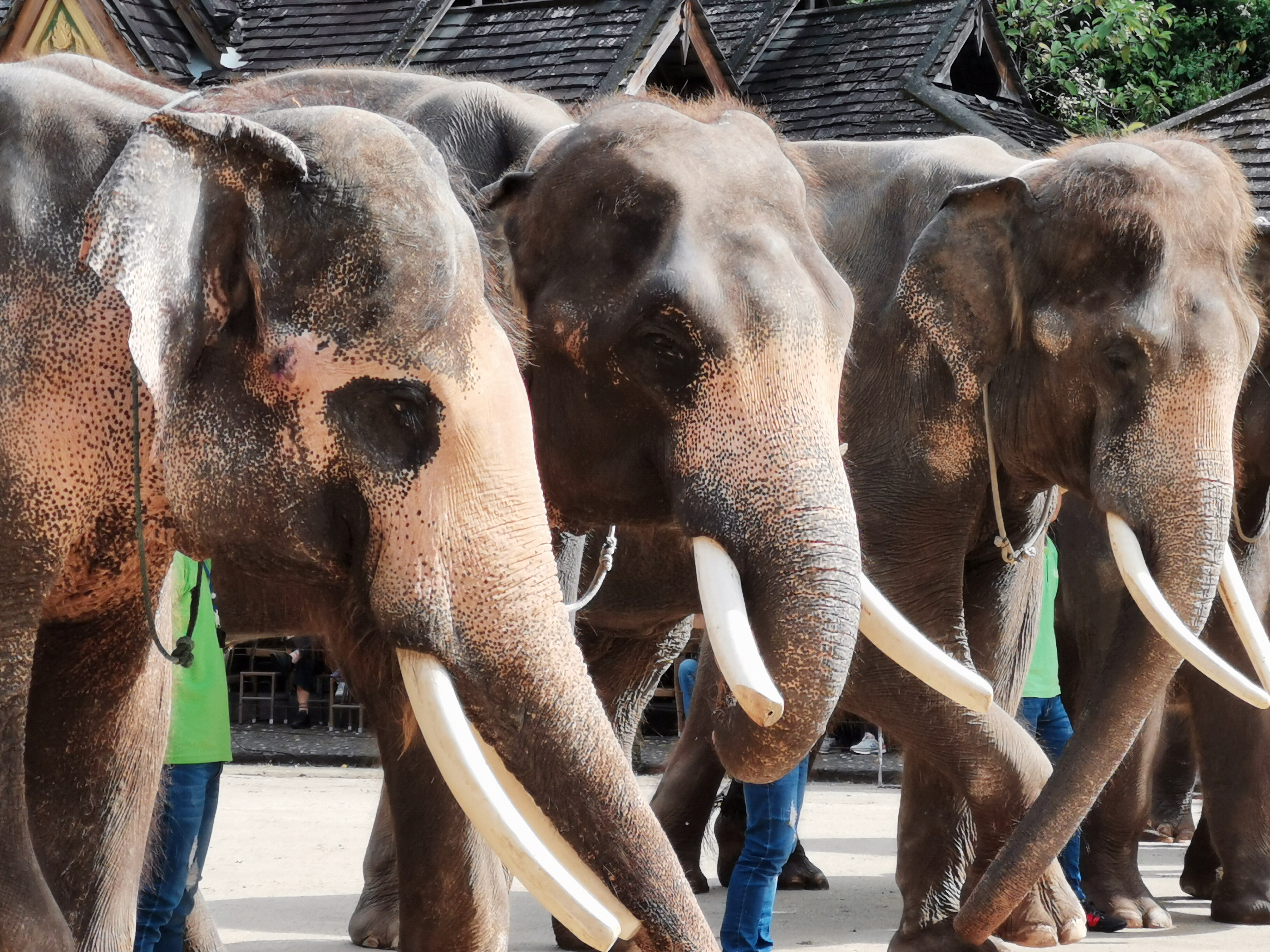 了解西双版纳的风俗和民族文化,西双版纳哈尼族特色民族文化