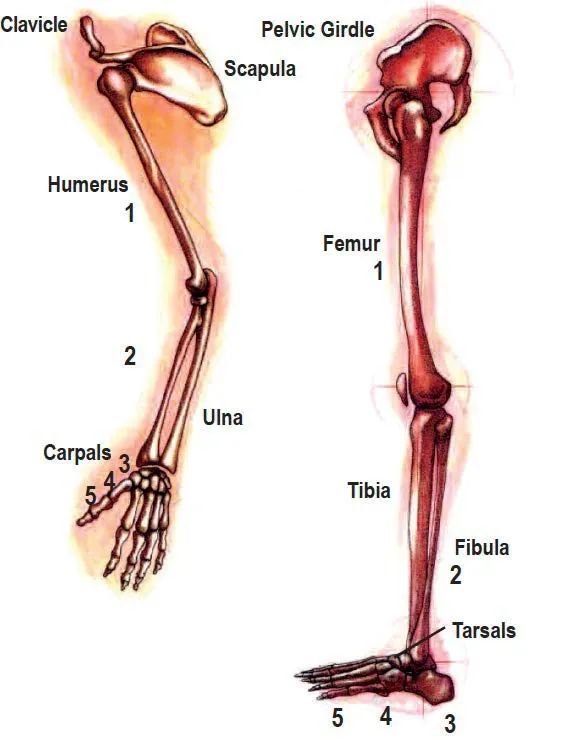 解剖列车|托马斯推荐的1个学习解剖的好方法
