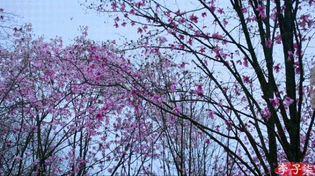 李子柒的鲜花视频,李子柒鲜花宴视频