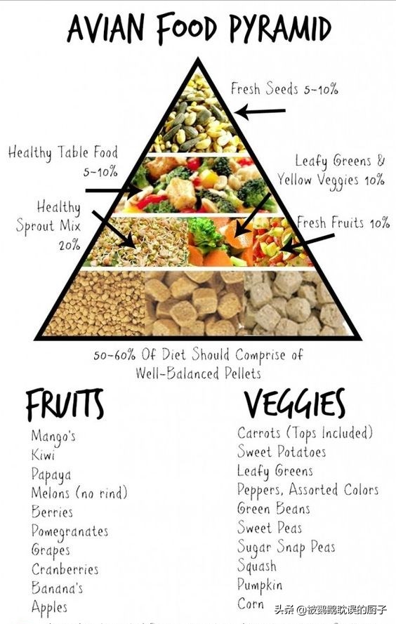 鹦鹉病了怎么喂东西吃呢,鹦鹉需要喂食什么才能健康