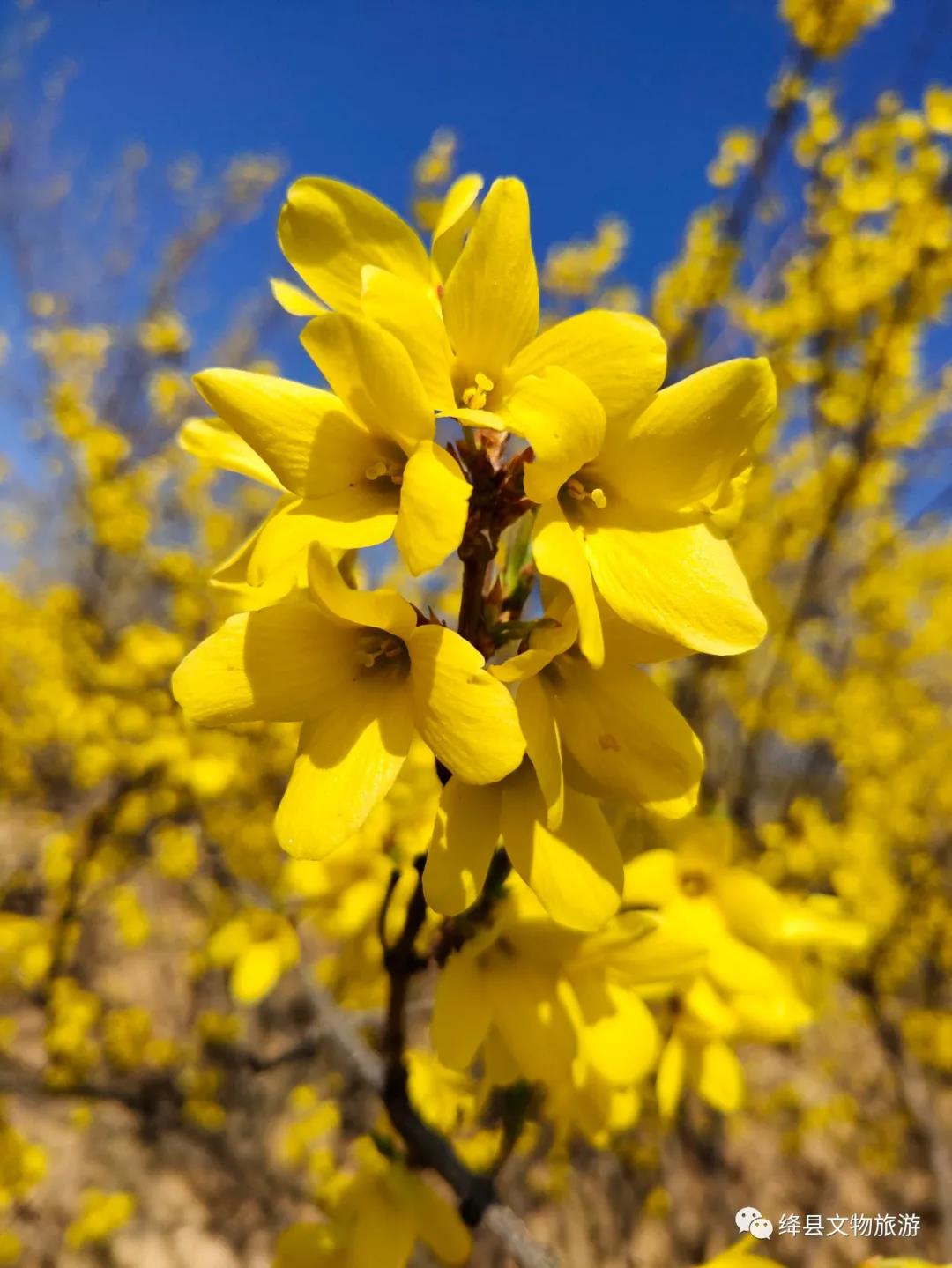 美丽乡村百花开,美丽乡村百花节