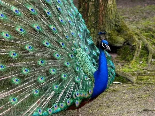 目前养殖什么前景不被看好呢,什么养殖成本低见效快适合新手