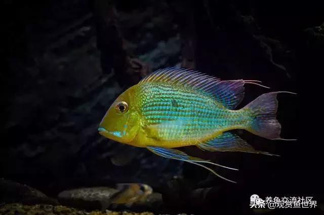 食土鲷一般多大尺寸,食土鲷哪个品种小一点