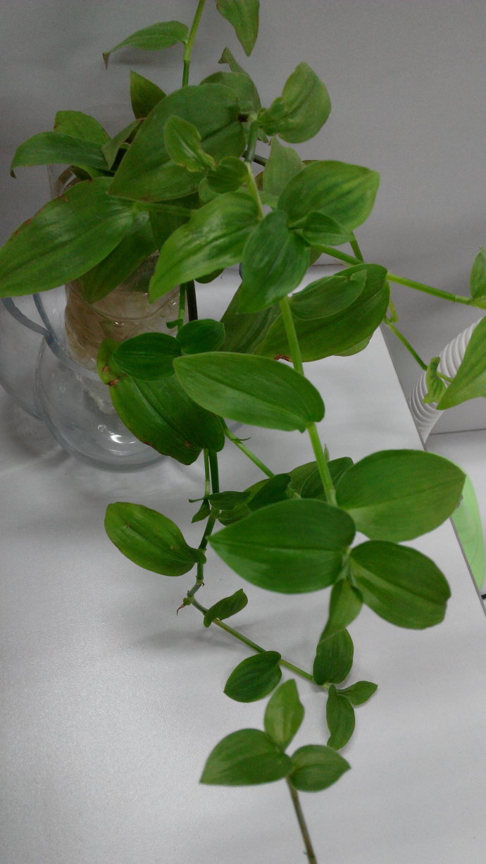 吊兰可以和绿萝一起放在卧室吗,绿萝放在卧室对身体有影响吗