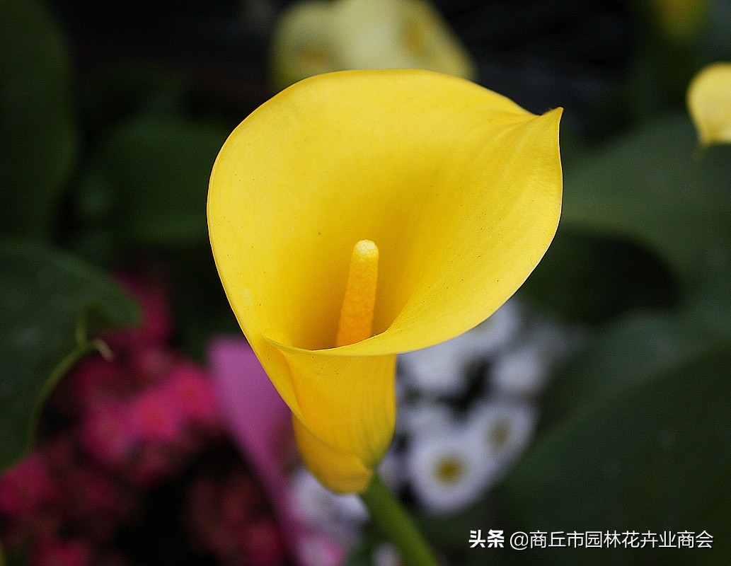 马蹄莲有什么病虫害,马蹄莲的病虫害有哪些