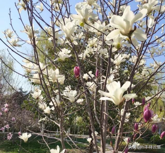 我的家乡商丘夏邑,夏邑又多一处美景有山有水还有花