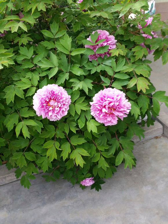 芍药只长叶子没有花苞怎么办,芍药只长叶不开花用什么肥