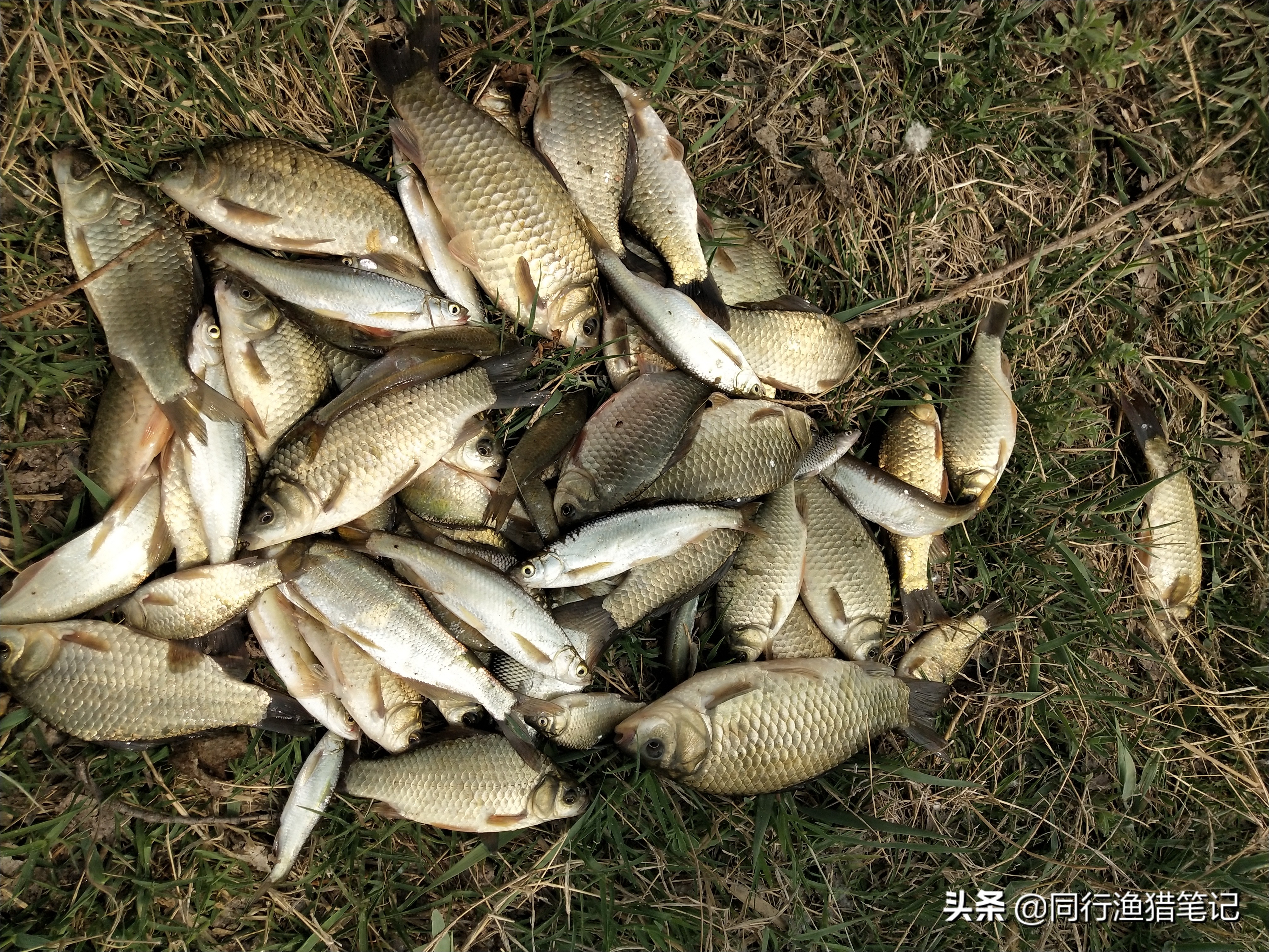 肥水塘如何钓浮,溶氧量低鱼会怎么样