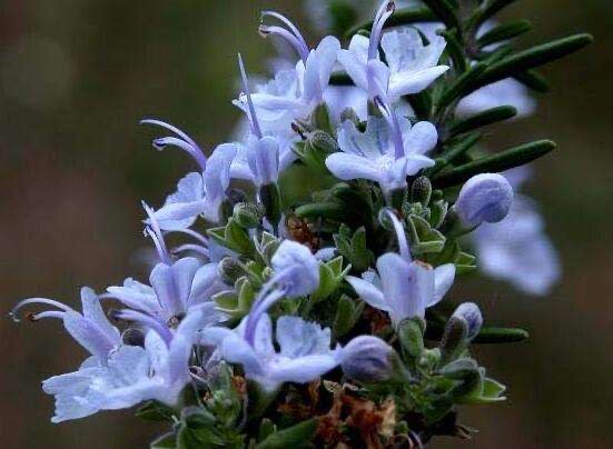 室内芳香最好养的植物,室内好养开花又香的植物