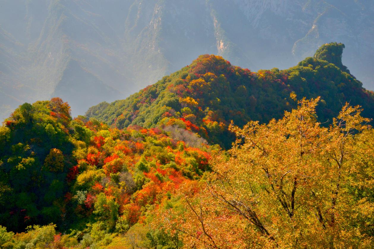 陕西省少华山县红叶节,少华山红叶11月中旬