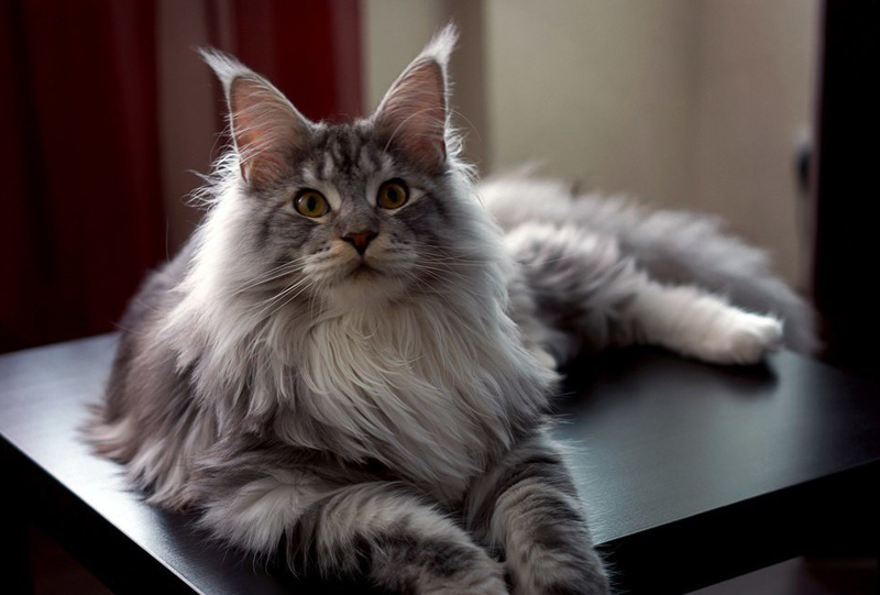 缅因猫撞脸明星,缅因猫撞脸易烊千玺视频