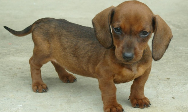 长毛长耳朵宠物狗是什么品种,有点像金毛的小型宠物狗品种