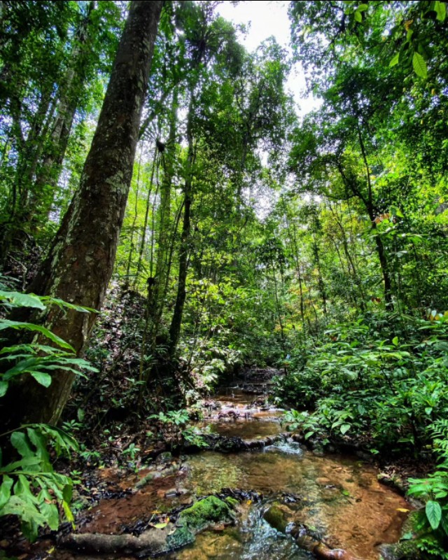 云南湄公河巴沙鱼,湄公河巨鲶是成吉思汗鲨吗