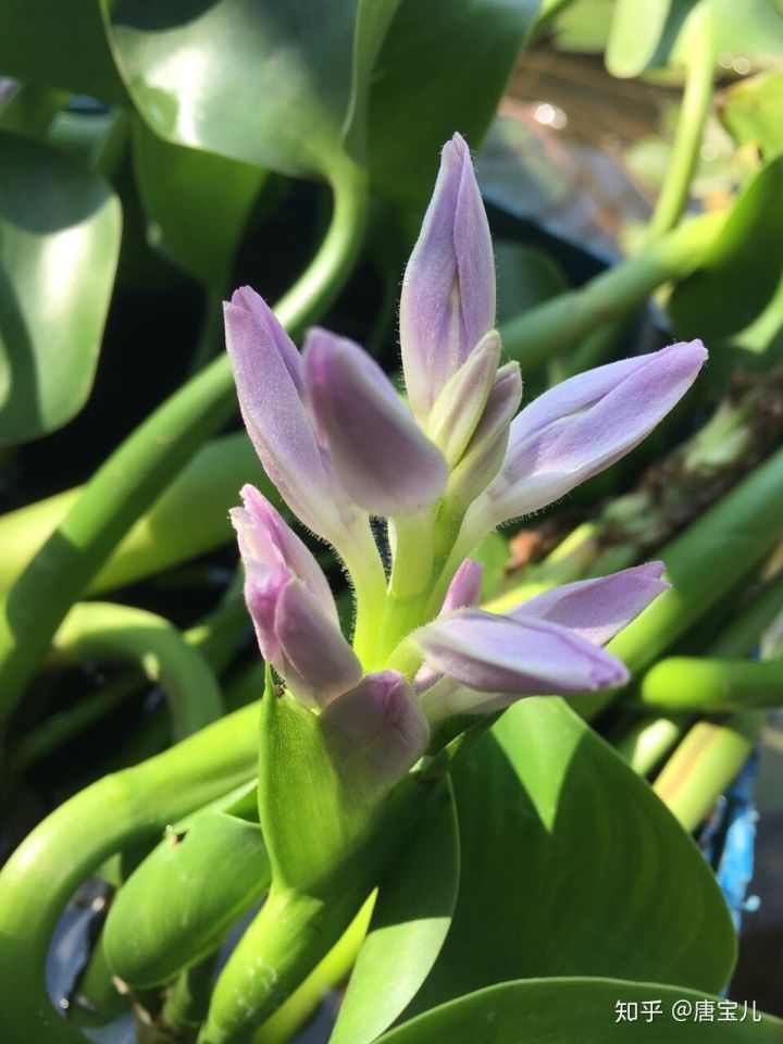 如何提升花种成活率,花种种植生活小技巧