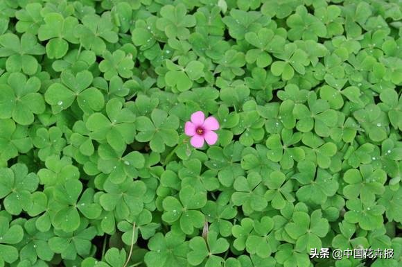 花园必备植物大全,花园常用植物科普