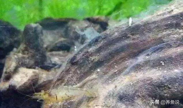 鱼缸鱼白色黏膜是什么,鱼缸里面有白色粘膜怎么处理
