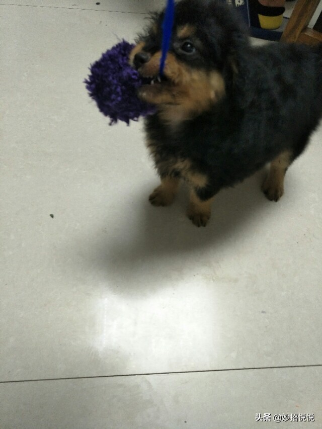 最简单一周就给小狗做好的玩具,狗狗消耗精力的毛绒玩具